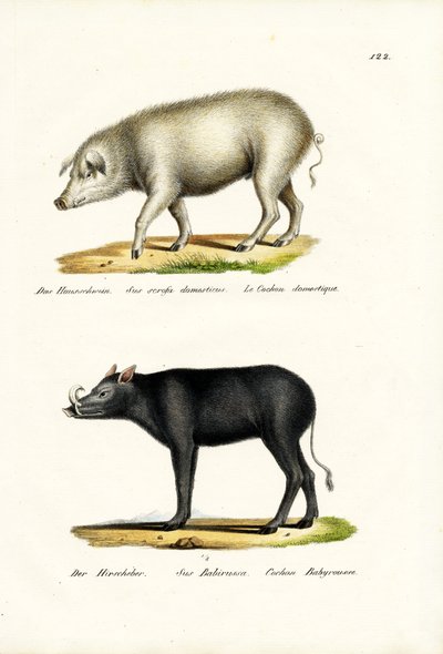 Domestic Pig by Karl Joseph Brodtmann